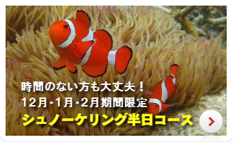 シュノーケリング半日コース 時間のない方も大丈夫!